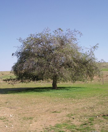Christ's Thorn Jujube growing in southern Israel. Photo: Yoram Goldring